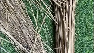 Monk Parakeet Breeding tips