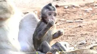 Baby Monkey Lucas So Hungry
