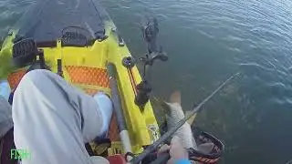 Surprise Monstah Carp on Catfish Line