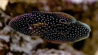 Calloplesiops altivelis (comet, marine, betta) - female