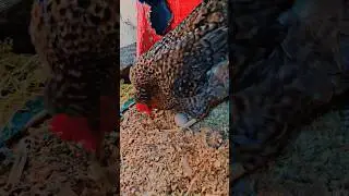 #broody hen protect her egg# #viral##shortfeeds#