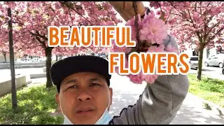 LOOK THE FLOWERS AROUND HERE ON PIAZZA ANITA |GARIBALDI MILANO.