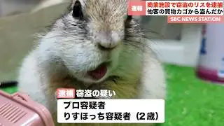 【逮捕】他人の買い物カゴから商品を盗んだリス、犯行の一部始終。【りすほっちニュース】【リチャードソンジリス】