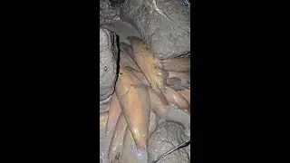 Amazing Fishing Technique - Underground Mud Water Fishing From Deep Hole - Best Night Fishing