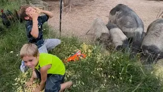 Pigs love popcorn! 