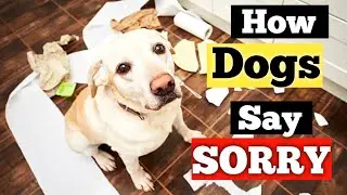 How Dogs Apologize | The Art of Saying Sorry