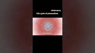 Plasmodium Life Cycle Explained | Malaria Parasite Animation 🦟🧬 | NEET Biology 2025