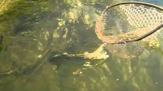 Brown Trout released on Gunnison River - Smith Fork Ranch