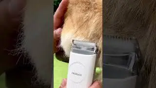 Corgi Hair Trim Adventure for the Ultimate Fluff Makeover! ✂️