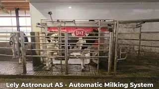 Lely Astronaut A5 in Action &ndash; Robotic Milking from Start to Finish