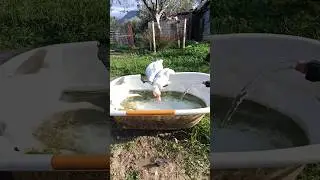 My duck is playing in the pool #farmlive #poultry #shorts