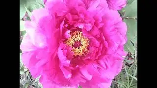 Torvinen Gardens  The Peonies  2025