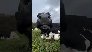 carova on vacation