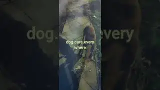 #animalsneedhelp #animalsneedhelptoo #marineanimalsneedhelp #homelessanimalsneedhelp #theseanimal