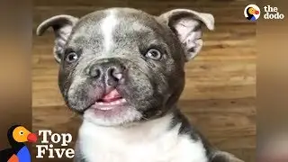 Puppy Was Given Away Because He Looked Different & Other 'Different' Animals | The Dodo Top 5