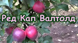Яблоня РЕД КАП: лучший клон Ред Делишес