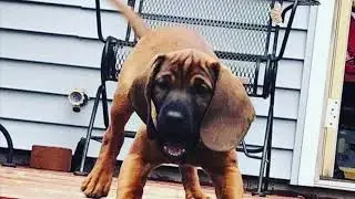 Blood tracking dog training.  scent imprinting