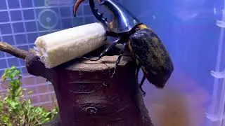 Feeding A Banana To World&rsquo;s Largest Beetle(Hercules Beetle)