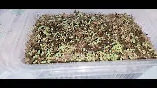 🍓 خطوات اعداد بذور الفراولة وطرق استخراج البذور وطريقة كسر طور السكون فيها وزراعتها والعناية بها 🍓
