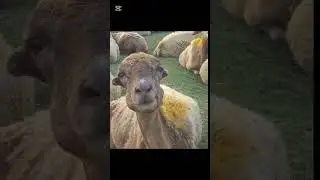 😂😂Loud Chewing Goat 🐐 meme -Funniest animal moment ever!   #shorts