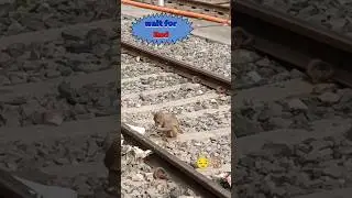 Train vs monkey..wait for end 😔🐒