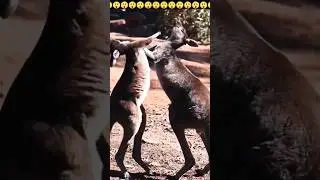 Kangaro vs Kangao😲 See till the end😲 #Shorts #Shortsfeed #Viral #Kangaro #Tranding #Animal