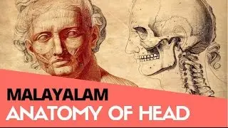 Learn Drawing Malayalam 11 Anatomical features of Head