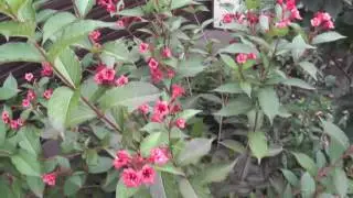 Вейгела (лат  Weigela)Цветет все лето и осень.