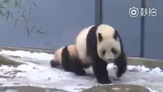 Funny panda cub Xiang Xiang at Ueno zoo Japan