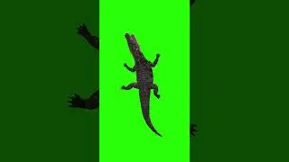 Crocodile Attack Top View Greenscreen #yearofyou #crocodile #greenscreen