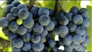 Wisconsin wine makes name for itself | Savor the Flavor