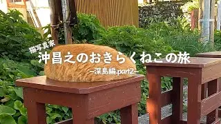 おすすめ動画クリエイター 沖昌之 「猫写真家 沖昌之の おきらくねこの旅 ～深島編.PART2～」