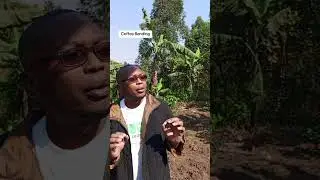 better late than ever #agriculture #farmer #farminginkenya #farming #coffee #coffeeplant #coffeetree