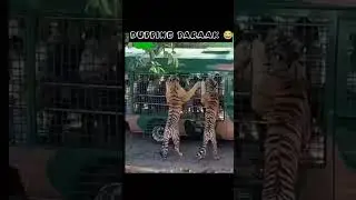 angry tiger 😂#cat#dog#monkey#funny#shortfeed#shorts#subscribe#tamil#dubbing