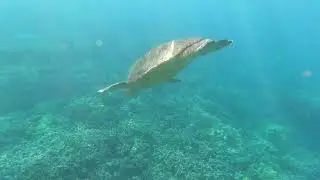 Maui 2026