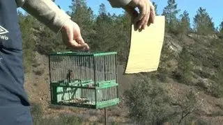 Jilguero Reclamo Canto Silvestre Puro 3