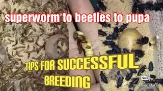 Superworm harvest methods / superworm breeding colony / succesful breeding business