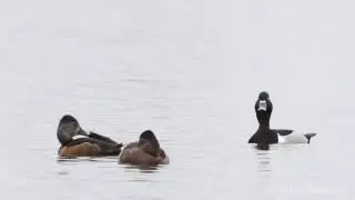 ringnecked ducks drifting by in wind asleep south dakota spring migration