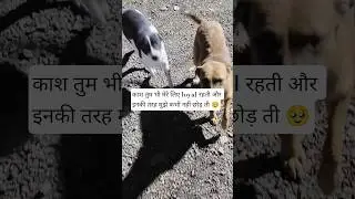 street dogs feeding daily routine #dog #dogs #dogsofyoutube #streetdog