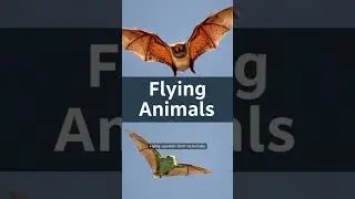 🔥 Top 10 Flying Animals That Are Not Birds! 🔥 #top10 #facts #animals #video