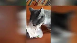 корм для кошек 