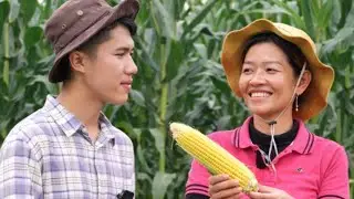 ដំណាំពោត ងាយដាំ ឆាប់បានផល និងជួយបង្កើនចំណូលសម្រាប់ជីវភាពគ្រួសារ