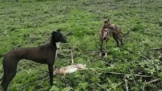 Galgos vs liebres 2025 ...los cachorros est&aacute;n bien 