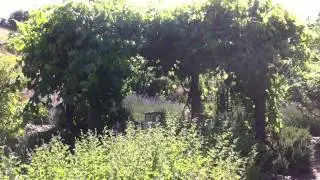 IONS Permaculture Food Forest &ndash; Институт регенеративного дизайна