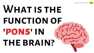 What is the function of 'pons' in the brain ? - QnA Explained