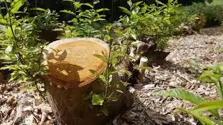 coppice growth 2017