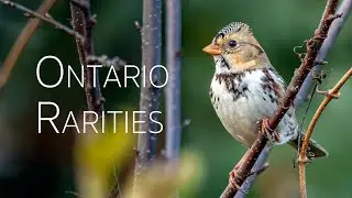 Rare Sighting: Top 5 Rarest Birds Spotted in Ontario, 2021 | Birding Adventures in Canada
