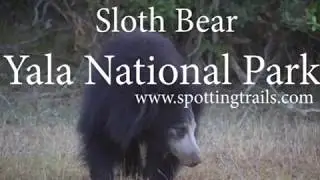 Sloth Bear at Yala National Park - Spotting Trails