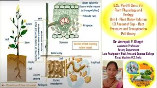 Ascent of Sap Root Pressure and Transpiration Pull Theory