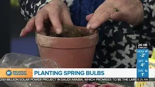Spring bulbs